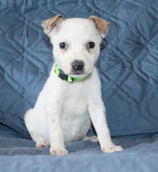 Chihuahua Dogs Available for Adoption in Mesa, Arizona - Taco | PetCurious