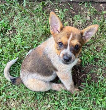 Brown Sugar -  Cattle Dog Dog for Adoption in Albany, New York - Brown Sugar | PetCurious