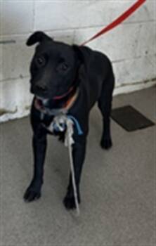 Rescue Pit Bull Terrier Dogs for Adoption in San Bernardino, California - LIZZIE | PetCurious