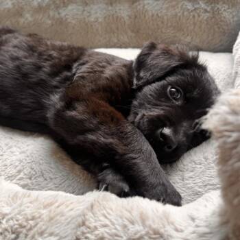 Allie -  Collie and Hound Dog for Adoption in Stokesdale, North Carolina - Allie | PetCurious