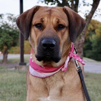 Willow P4P -  Bullmastiff and Husky Dog for Adoption in Saint Joseph, Missouri - Willow P4P | PetCurious