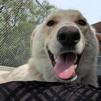 Shepherd and Husky Dogs Available for Adoption in Galveston, Texas - Frosty | PetCurious