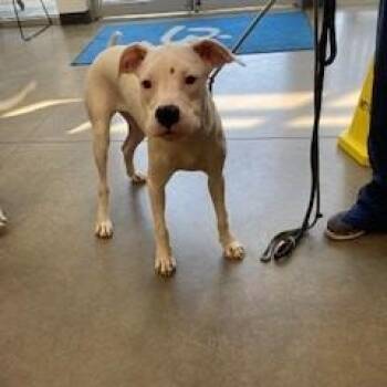 YORK-Stray-16384 -  Pit Bull Terrier Dog for Adoption in York, Pennsylvania - YORK-Stray-16384 | PetCurious