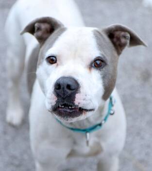 Pecan Pie (AO37285) -  Pit Bull Terrier Dog for Adoption in Kansas City, Kansas - Pecan Pie (AO37285) | PetCurious
