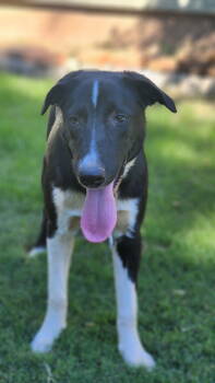 Rescue Border Collie Dogs for Adoption in Sunnyvale, California - Jet | PetCurious