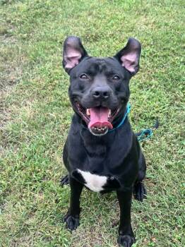 Stubbs -  Black Labrador Retriever Dog for Adoption in Clayton, New Jersey - Stubbs | PetCurious