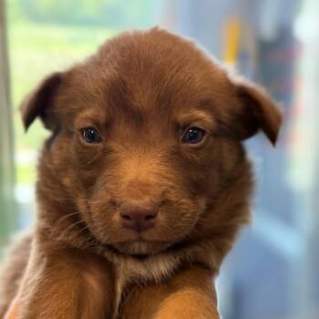 Mixed Breed Dogs Available for Adoption in Madisonville, Tennessee - Paisley | PetCurious
