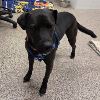 Labrador Retriever and Mixed Breed Dogs Available for Adoption in Barnstable, Massachusetts - BENNIE | PetCurious