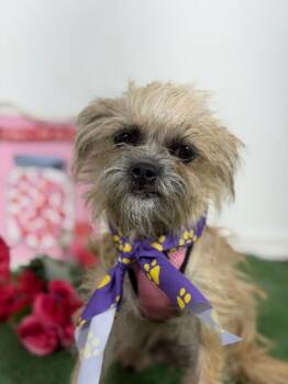 Fontina-One of our Amazing Rescue Dogs -  Brussels Griffon and Chihuahua Dog for Adoption in Carlsbad, California - Fontina-One Of Our Amazing Rescue Dogs | PetCurious