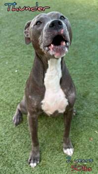 Rescue Pit Bull Terrier Dogs for Adoption in Holbrook, New York - THUNDER | PetCurious