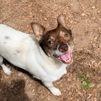 YOSHI -  Jack Russell Terrier Dog for Adoption in Graham, Washington - YOSHI | PetCurious