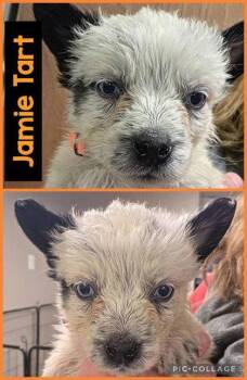 Australian Cattle Dog Blue Heeler Dogs Available for Adoption - Jamie Tart | PetCurious