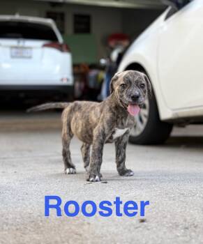 Rooster -  Hound and Black Mouth Cur Dog for Adoption in Ball Ground, Georgia - Rooster | PetCurious
