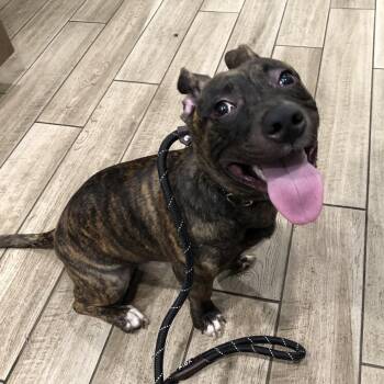 Austin -  Mixed Breed Dog for Adoption in Oak Park, Illinois - Austin | PetCurious
