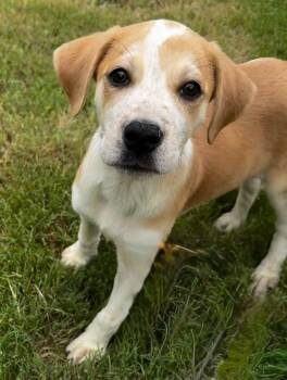 Arrow -  German Shorthaired Pointer and Australian Shepherd Dog for Adoption in Calera, Alabama - Arrow | PetCurious