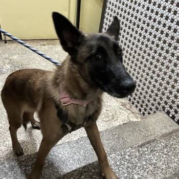 Topaz -  Belgian Shepherd Malinois Dog for Adoption in Newark, New Jersey - Topaz | PetCurious