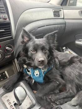 Spitz Dogs Available for Adoption - Pippy NJ | PetCurious