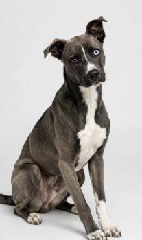 BLUE -  Mountain Cur Dog for Adoption in Houston, Texas - BLUE | PetCurious