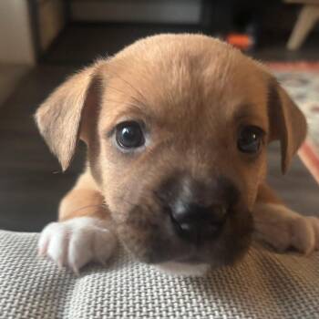 Shepherd and Labrador Retriever Dogs Available for Adoption in Austin, Texas - Capricorn | PetCurious