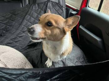 Tippy -  Corgi Dog for Adoption in Lewistown, Pennsylvania - Tippy | PetCurious