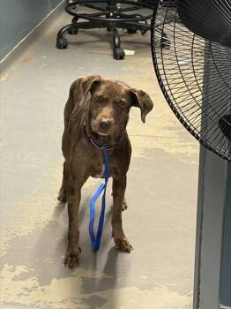 Catahoula Leopard Dog and Mixed Breed Dogs Available for Adoption - SPECKLES | PetCurious