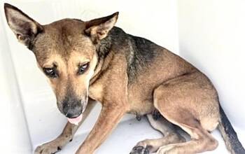 Labrador Retriever and German Shepherd Dog Dogs Available for Adoption in Houston, Texas - A655100 | PetCurious