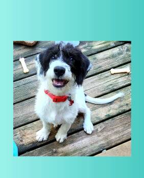 Pluto -  Labradoodle and Terrier Dog for Adoption in Lake Geneva, Wisconsin - Pluto | PetCurious
