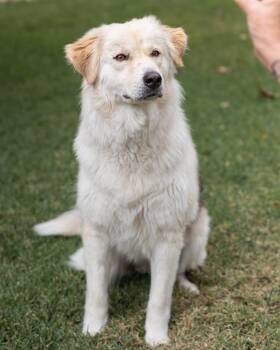 Rescue Great Pyrenees and Husky Dogs for Adoption in Pflugerville, Texas - Goldie | PetCurious