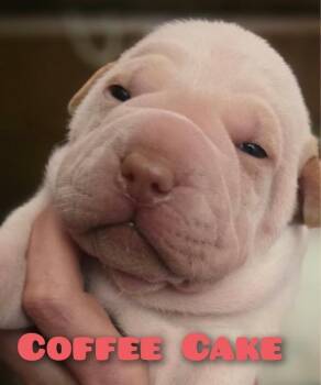 Labrador Retriever and Shar Pei Dogs Available for Adoption in Carson City, Nevada - Coffee Cake | PetCurious