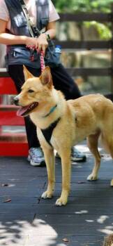 Minam -  Jindo Dog for Adoption in New York, New York - Minam | PetCurious