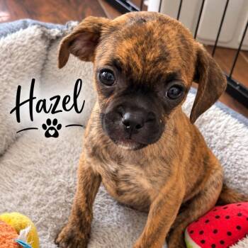 Hazel -  Terrier Dog for Adoption in Santa Fe, Texas - Hazel | PetCurious