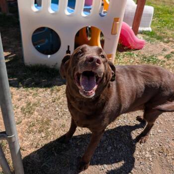 Buster -  Chocolate Labrador Retriever Dog for Adoption in Spokane, Washington - Buster | PetCurious
