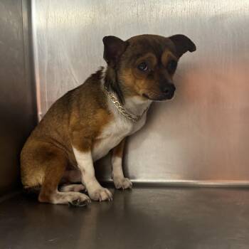Cash Money -  Terrier Dog for Adoption in Saint Joseph, Missouri - Cash Money | PetCurious