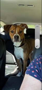 Cooper -  German Shepherd Dog and Labrador Retriever Dog for Adoption in Bristol, Vermont - Cooper | PetCurious