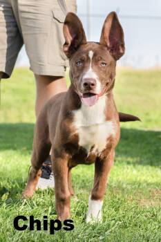 Chips -  Mixed Breed Dog for Adoption in Macomb, Illinois - Chips | PetCurious