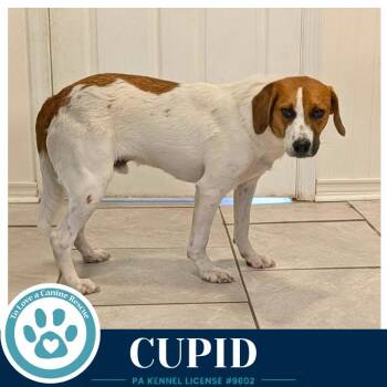 Beagle Dogs Available for Adoption in Kimberton, Pennsylvania - Cupid 053026 | PetCurious
