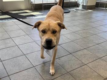 American Staffordshire Terrier Dogs Available for Adoption in San Antonio, Texas - PEANUT LEDESMA | PetCurious