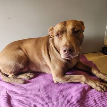 Lulu -  Mixed Breed Dog for Adoption in Bismarck, North Dakota - Lulu | PetCurious