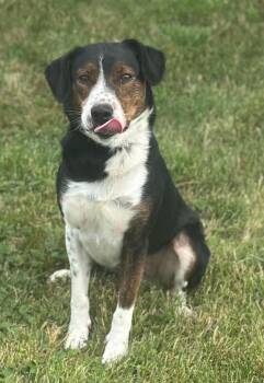 Rescue Beagle Dogs for Adoption in Wapakoneta, Ohio - Mingus | PetCurious