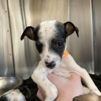 Pickled Carrot -  Chihuahua Dog for Adoption in Austin, Texas - Pickled Carrot | PetCurious