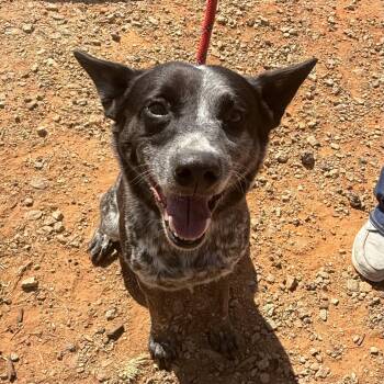 Eggs -  Australian Cattle Dog Blue Heeler Dog for Adoption in Columbia, South Carolina - Eggs | PetCurious