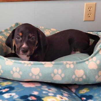 Jefferick -  Labrador Retriever and Poodle Dog for Adoption in Cincinnati, Ohio - Jefferick | PetCurious