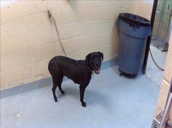 Pit Bull Terrier and Mixed Breed Dogs Available for Adoption in Tulsa, Oklahoma - LELIA | PetCurious