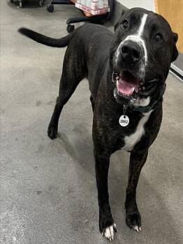 Presa Canario Dogs Available for Adoption - ROCKY | PetCurious