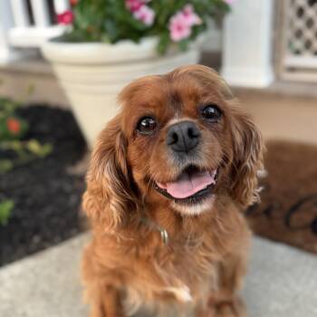 Dottie -  Cavalier King Charles Spaniel Dog for Adoption in Sinking Spring, Pennsylvania - Dottie | PetCurious