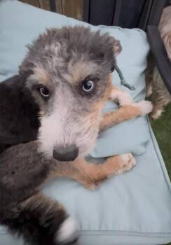 Gabriel -  Schnauzer and Poodle Dog for Adoption in San Diego, California - Gabriel | PetCurious
