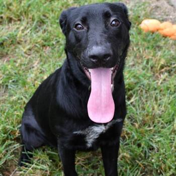Clyde -  Black Labrador Retriever Dog for Adoption in Beaumont, Texas - Clyde | PetCurious