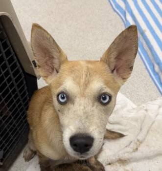 Thorn -  Australian Cattle Dog Blue Heeler and Mixed Breed Dog for Adoption in Honolulu, Hawaii - Thorn | PetCurious