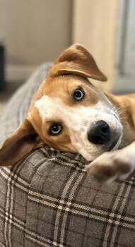 Jack Russell Terrier and Beagle Dogs Available for Adoption in Conroe, Texas - Presley | PetCurious
