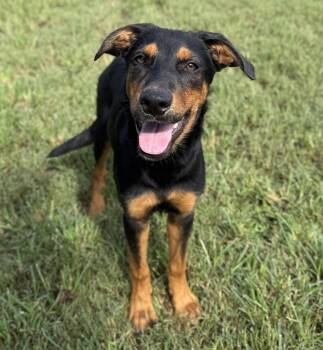 Cedric -  German Shepherd Dog Dog for Adoption in Harrison, New York - Cedric | PetCurious